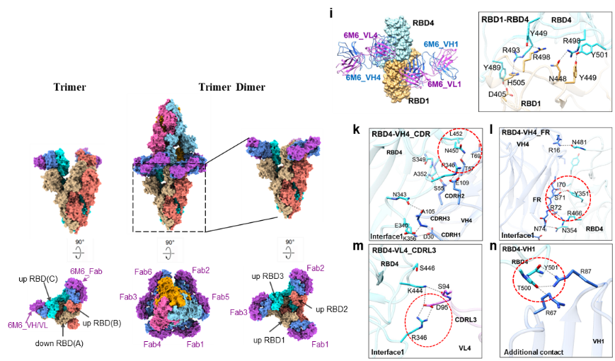 Cell Res 黄竞荷 孙蕾 吴凡 赵金存合作发现奥密克戎中和抗体诱导刺突蛋白产生双三聚体结构从而抑制病毒感染的新机制